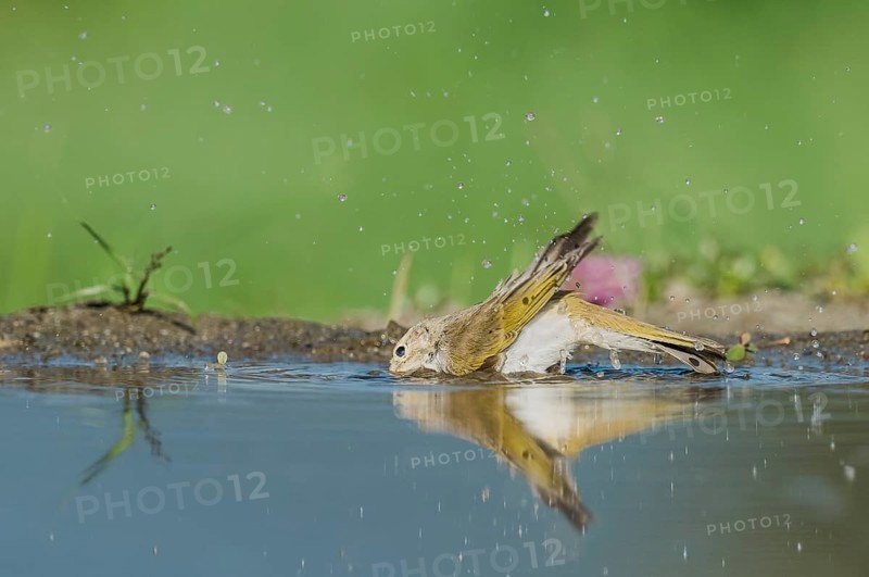 Western Bonelli's Warbler (Phylloscopus bonelli) bathing in a waterhole, Aostatal, Italia