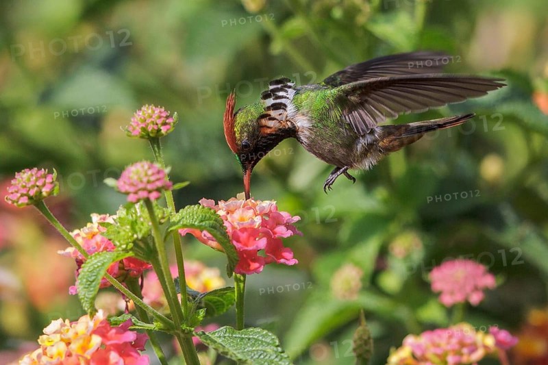 Frilled Coquette (Lophornis magnificus) flying and feeding at a flower in the Atlantic rainforest of southeast Brazil