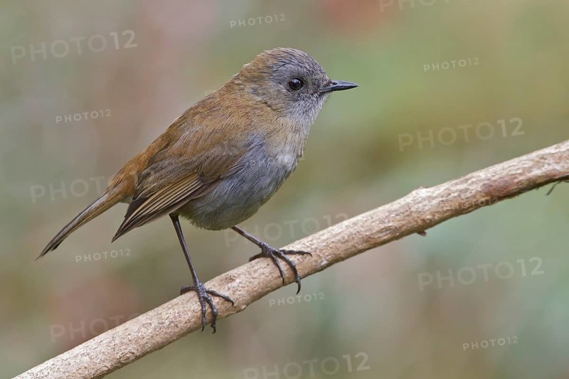 Black-billed Nightingale Thrush (Catharus gracilirostris) perched on a branch in Costa Rica