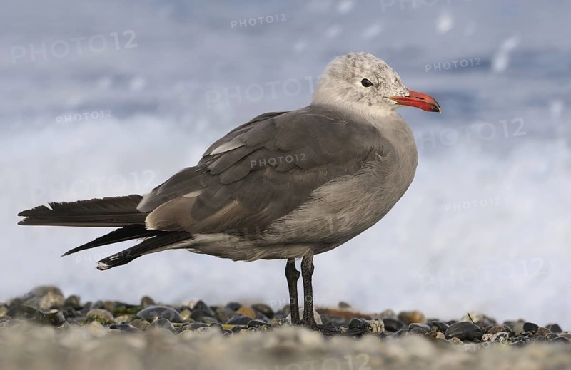 Heermann's Gull (Larus heermanni), British Columbia, Canada