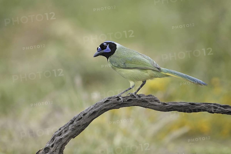 Green Jay (Cyanocorax luxuosus), Texas, USA