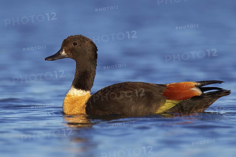 Australian Shelduck (Tadorna tadornoides) male, Western Australia, Australia
