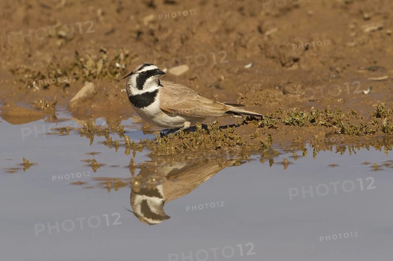 Temminck's Lark (Eremophila bilopha), Morocco