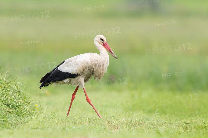 White Stork (Ciconia ciconia) foraging, St. Gallen, Switzerland