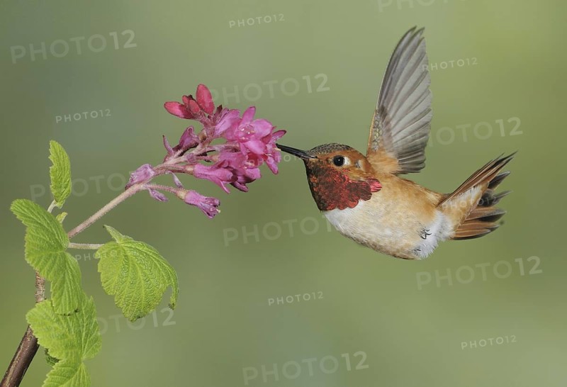 Rufous Hummingbird (Selasphorus rufus) male, British Columbia, Canada