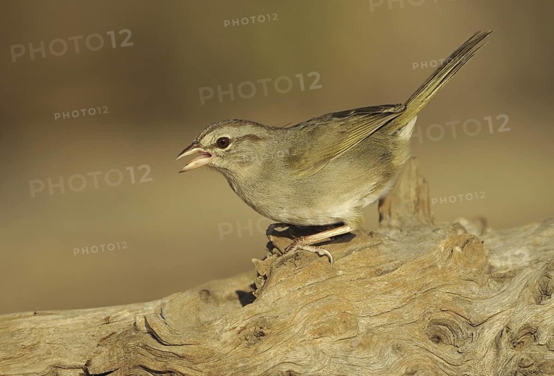 Olive Sparrow (Arremonops rufivirgatus), Texas, USA