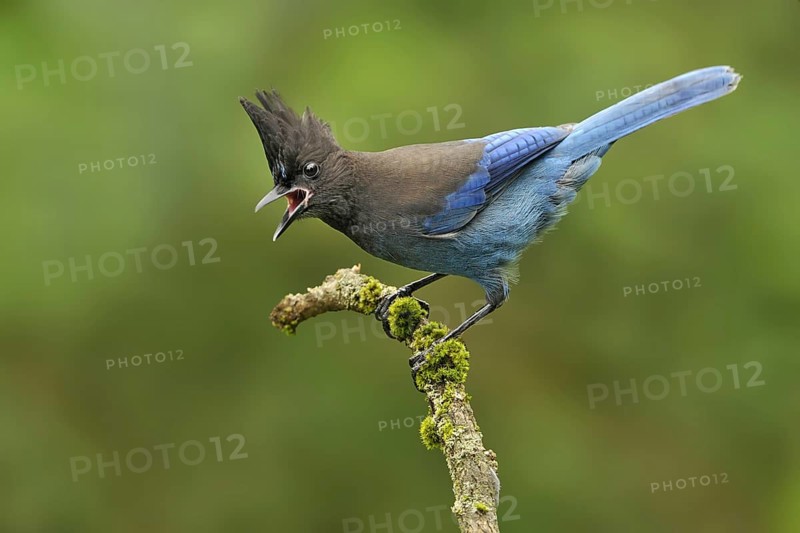Steller's Jay (Cyanocitta stelleri), British Columbia, Canada