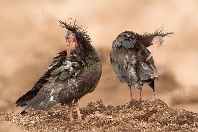 Northern Bald Ibis (Geronticus eremita) preening, Morocco