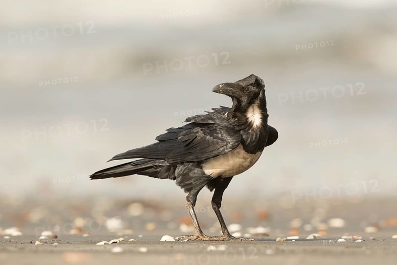 Pied Crow (Corvus albus), Gambia