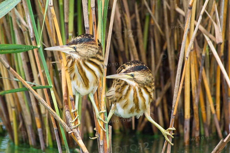 Little Bittern (Ixobrychus minutus) juveniles foraging, Thuringia, Germany