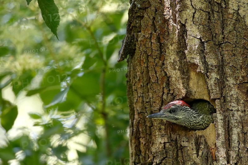European Green Woodpecker (Picus viridis) juvenile in breeding cavity, Piedmont, Italy