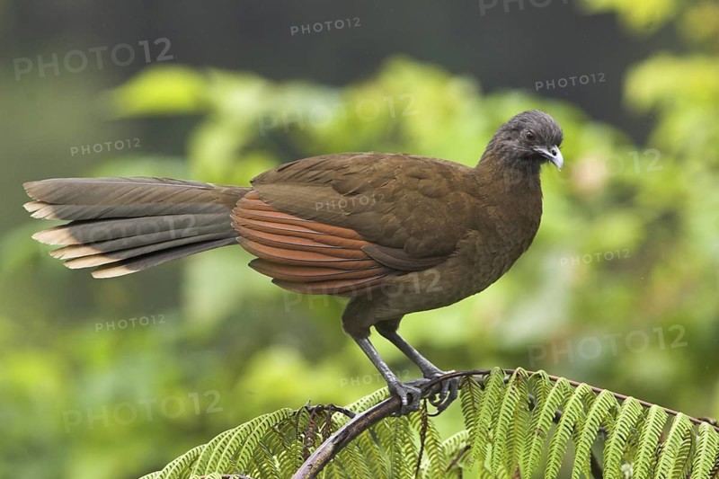 Grey-headed Chachalaca (Ortalis cinereiceps), Costa Rica