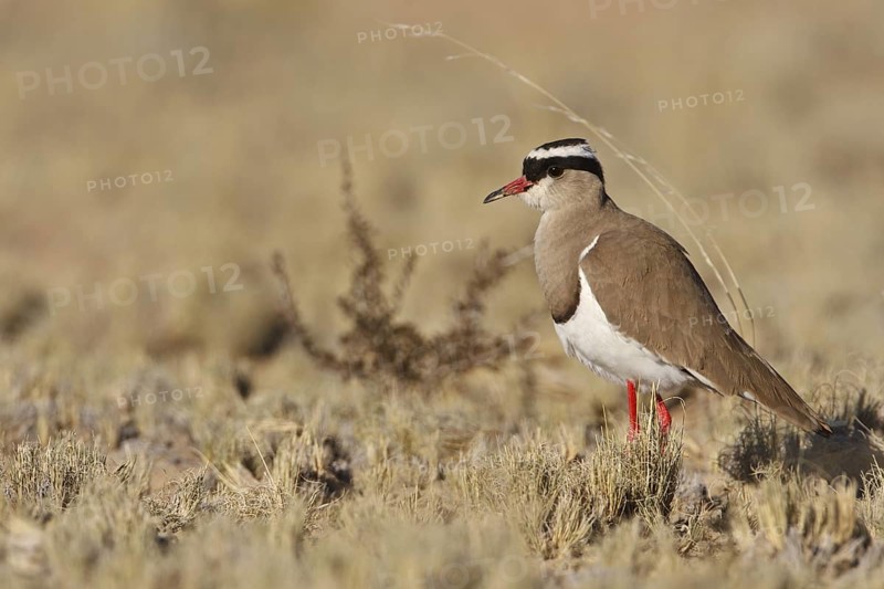 Crowned Lapwing (Vanellus coronatus), Northern Cape, South Africa