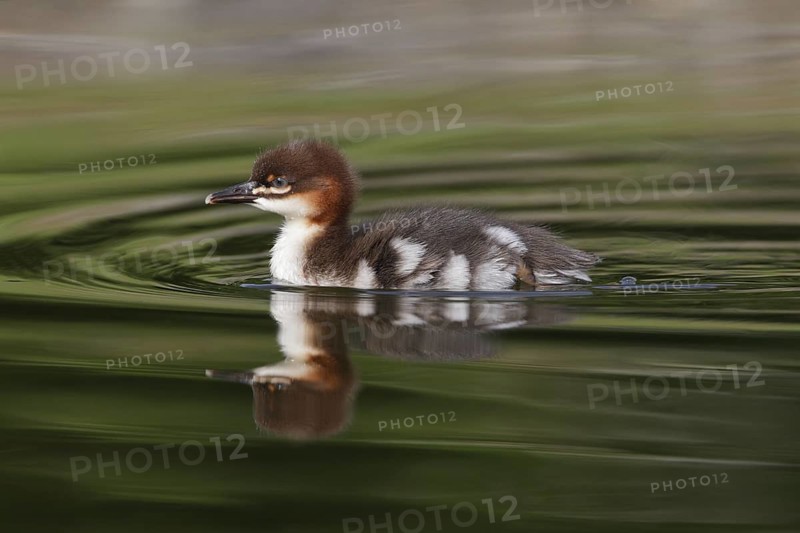 Common Merganser (Mergus merganser) juvenile, Bavaria, Germany