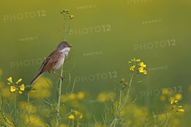 Common Whitethroat (Sylvia communis), Rhineland-Palatinate, Germany