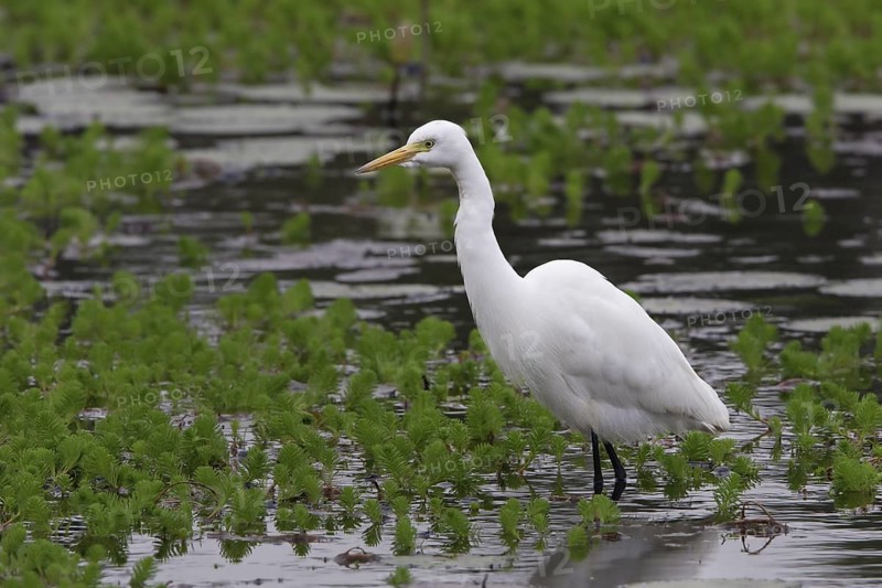 Intermediate Egret (Ardea intermedia), Taiwan