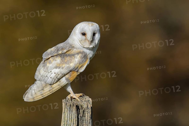 Western Barn Owl (Tyto alba), Lower Saxony, Germany