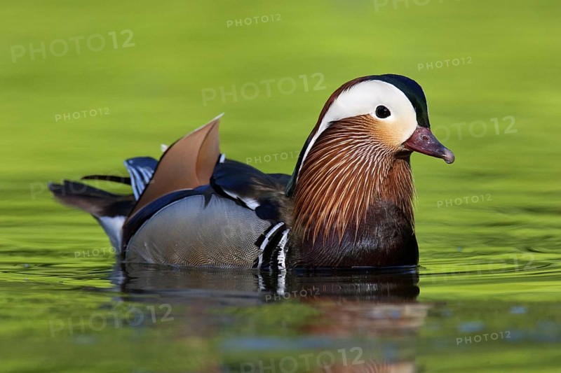 Mandarin Duck (Aix galericulata) male, Brandenburg, Germany