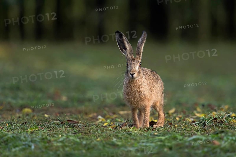 After the mowing... Brown hare (Lepus europaeus) has been robbed of its cover on a freshly mown meadow, looks attentively into the camera, small game, threatened by the hare plague, native nature, Lower Rhine, Rhineland, Rhine district Neuss, North Rhine-Westphalia, Germany, Western Europe