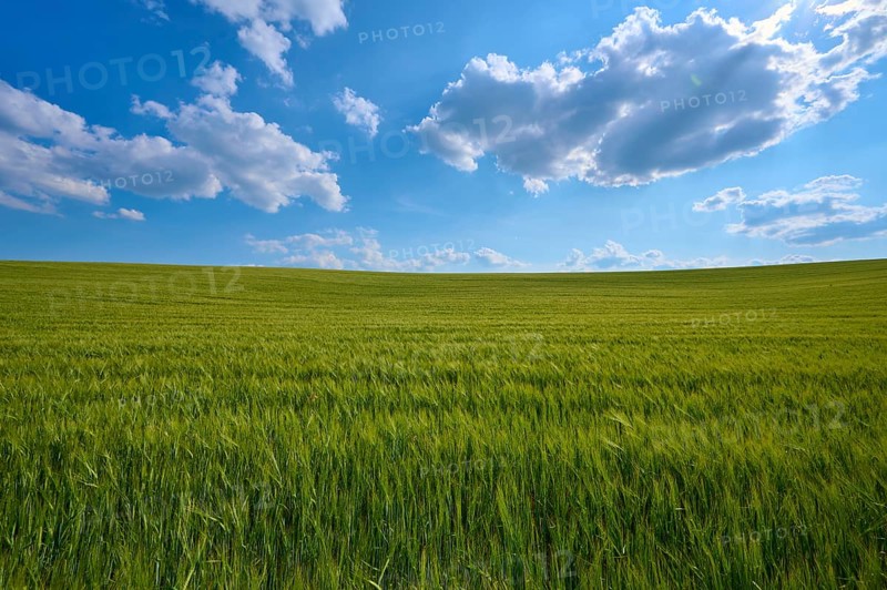 Lush green barley field under a sky full of sun and clouds, summer, Thüngen, Main Spessart district, Bavaria, Germany