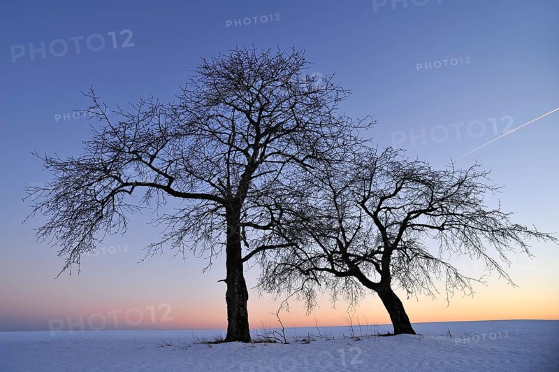 Two bare fruit trees against the evening sky in winter, Karsberg, Upper Franconia, Bavaria, Germany