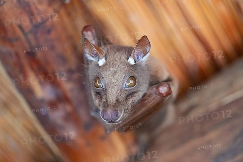 Funny bat, looks angry, conspiratorial, Kruger National Park, South Africa