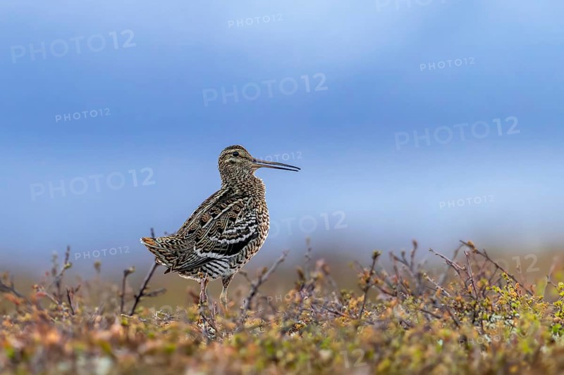 Great snipe (Gallinago media) male calling during courtship display at lek at dusk on tundra breeding ground in spring (June), Sweden, Scandinavia