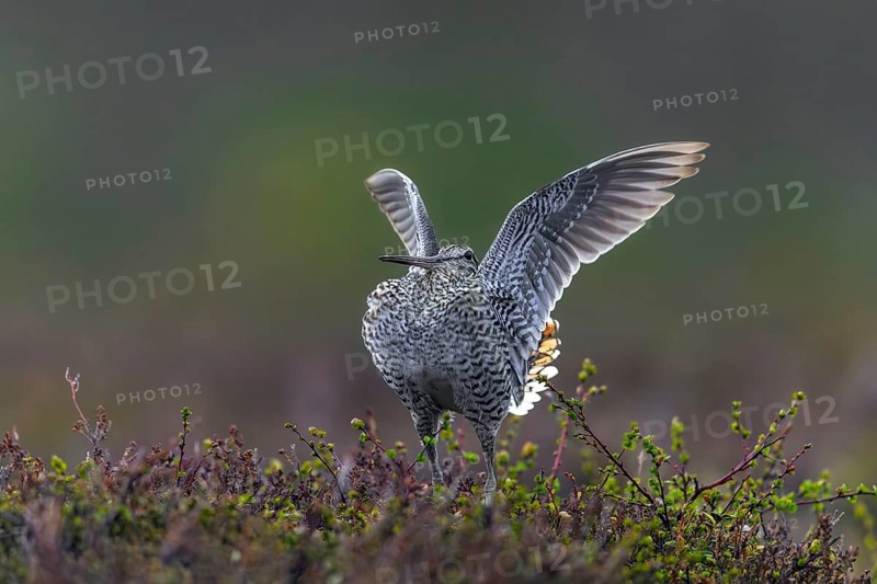 Great snipe (Gallinago media) male flapping wings during courtship display at lek at dusk on tundra breeding ground in spring, Sweden, Scandinavia