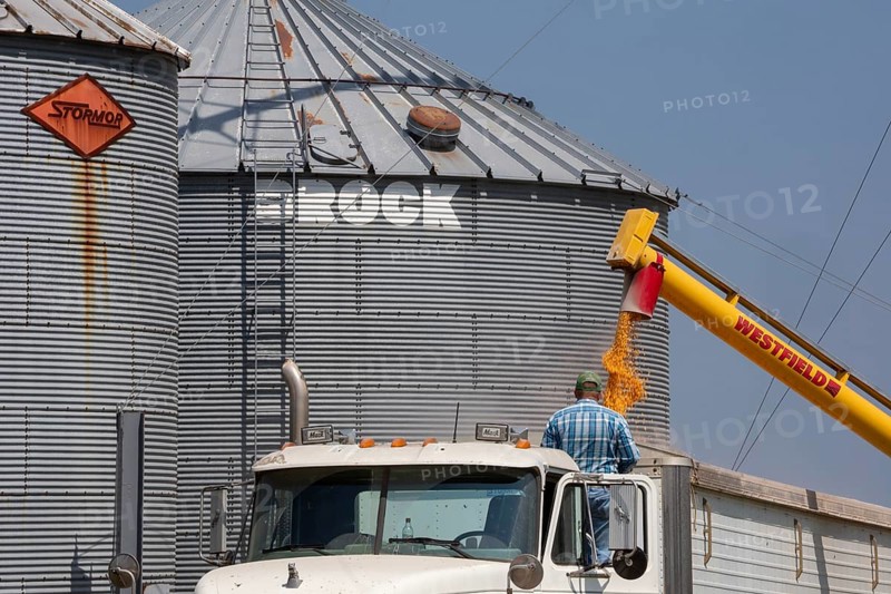 Martin, Michigan - A trucker loads corn ionto a truck from grain storage bins in west Michigan