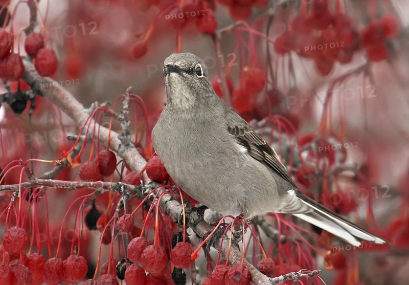 Townsend's Solitaire (Myadestes townsendi), Saskatchewan, Canada