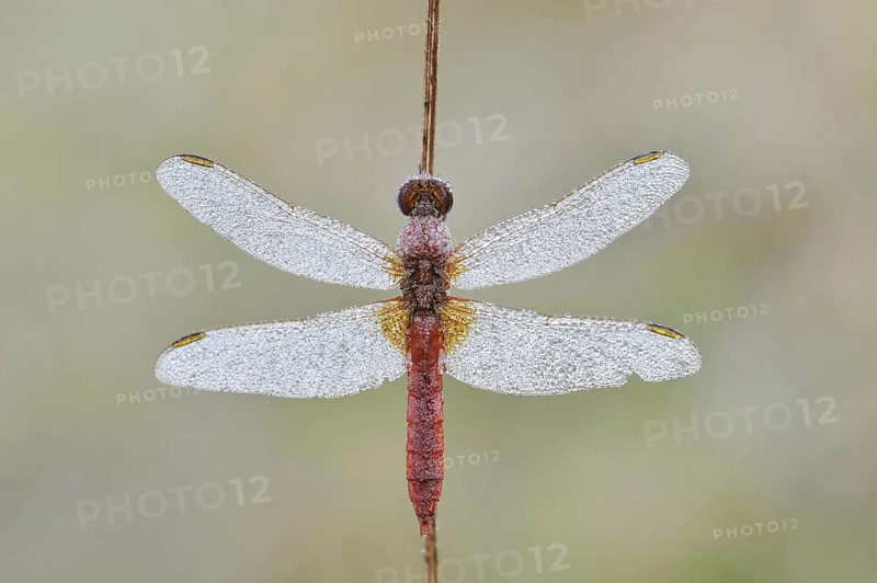 Scarlet Dragonfly (Crocothemis erythraea), male with dewdrops, North Rhine-Westphalia, Germany