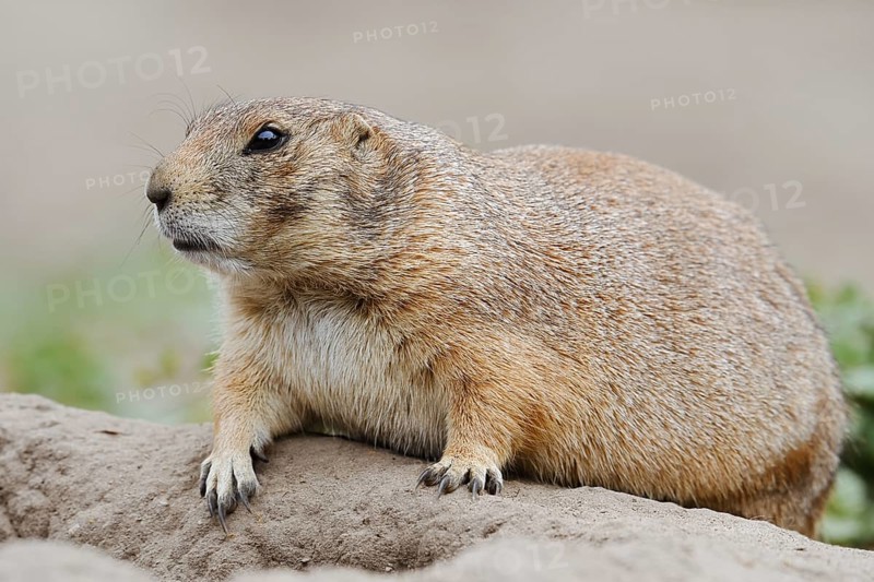 Black-tailed prairie dog (Cynomys ludovicianus) at the burrow, captive, occurrence in North America