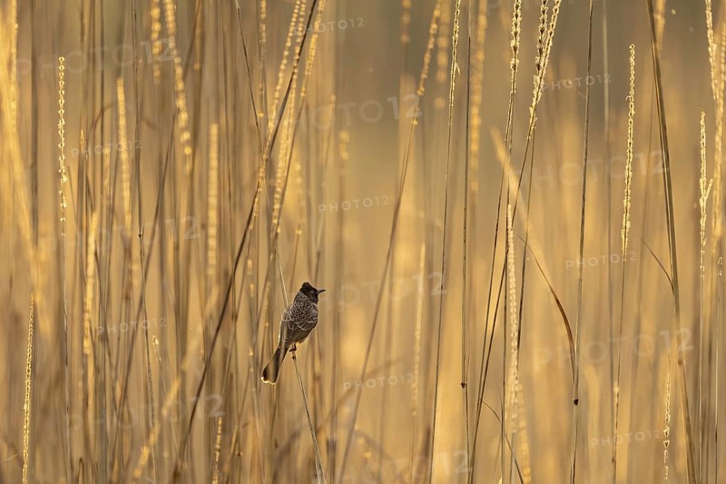 Red-vented bulbul (Pycnonotus cafer), in tall grass, Bandhavgarh National Park, Bahannara, Manpur, Madhya Pradesh, India