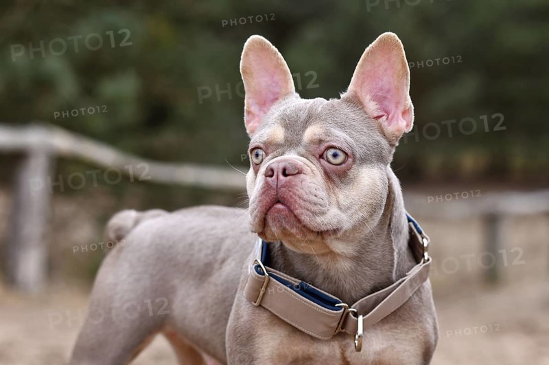 Portrait of cute New Shade Isabella orange Tan colored French Bulldog with wide pull stop dog collar