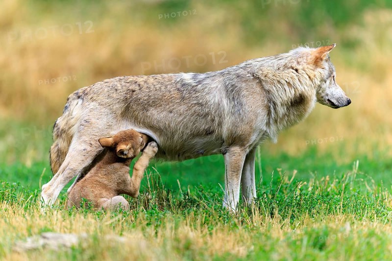 Pup scratching itself while sucking, next to its mother, Timberwolf, wolf, American wolf, (Canis lupus lycaon), pup, Germany