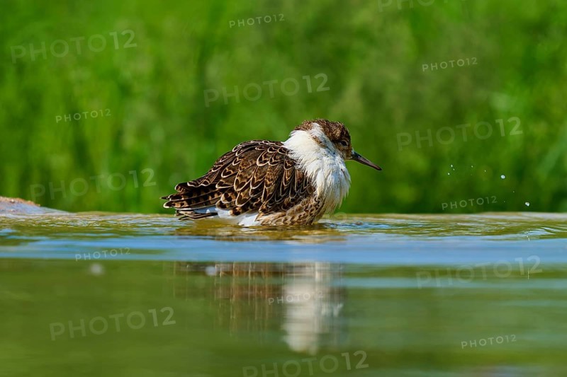 Bird gently swimming in calm water with green background, Ruff (Calidris pugnax), Spring, France