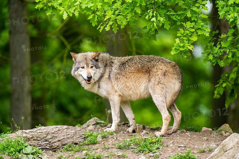 Eastern wolf (Canis lupus lycaon) standing on a little hill, Bavaria, Germany