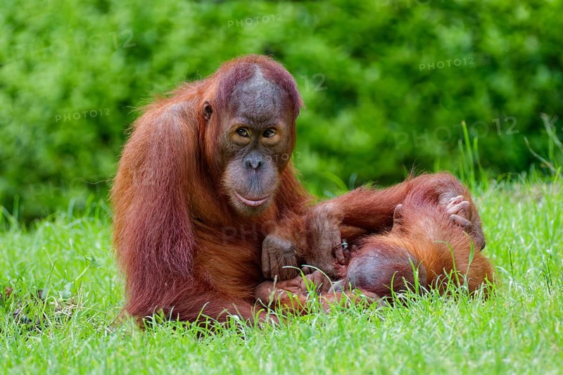 Animal portrait, two Borneo orangutans (pongo pygmaeus) playing, captive, distribution Borneo