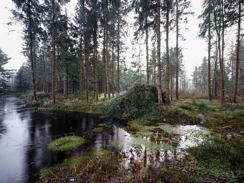 Ballmoos forest reserve, raised bog in the fog, Lieliwald, Lindenberg, Horben, Canton Lucerne, Switzerland