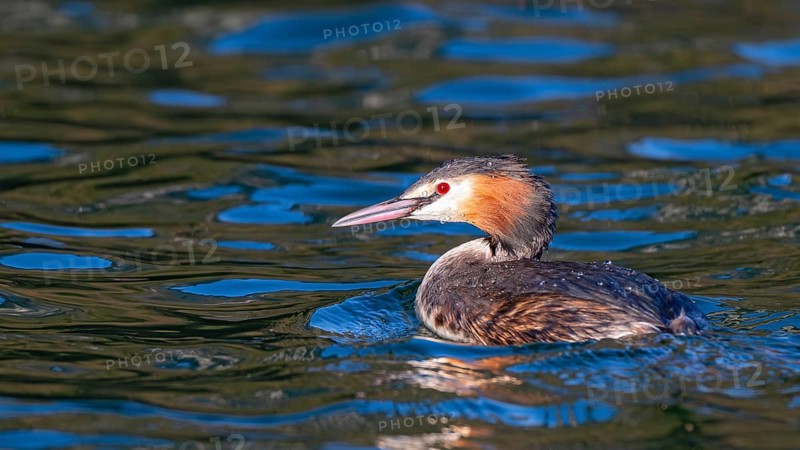 Great crested grebe (Podiceps scalloped ribbonfish) swimming on a lake, Reintaler See, Breitenbach, Tyrol, Austria