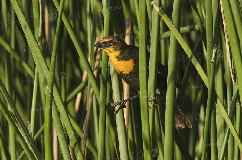 Yellow-headed Blackbird (Xanthocephalus xanthocephalus), Arizona, USA