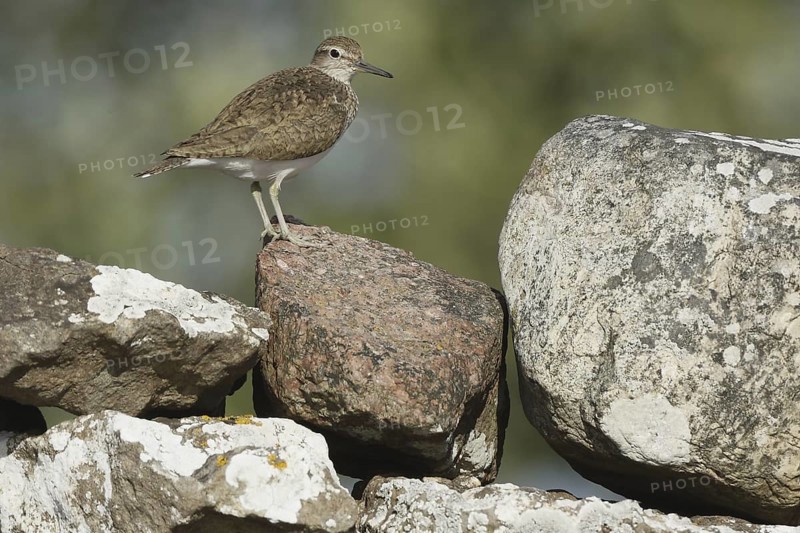 Common Sandpiper (Actitis hypoleucos), Sweden