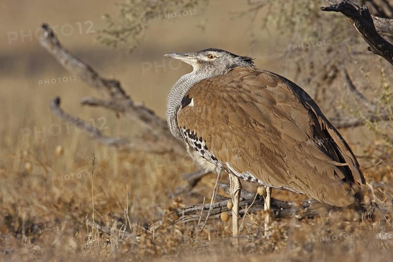 Kori Bustard (Ardeotis kori), Northern Cape, South Africa