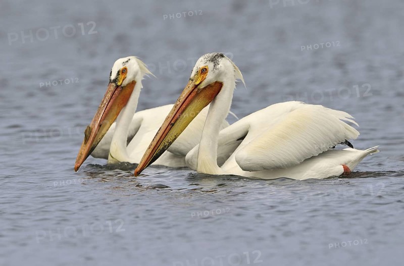 American White Pelican (Pelecanus erythrorhynchos), Alberta, Canada