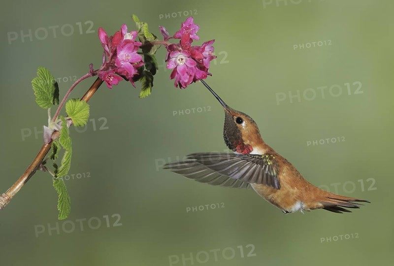Rufous Hummingbird (Selasphorus rufus) male, British Columbia, Canada