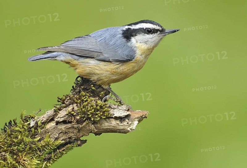 Red-breasted Nuthatch (Sitta canadensis), British Columbia, Canada
