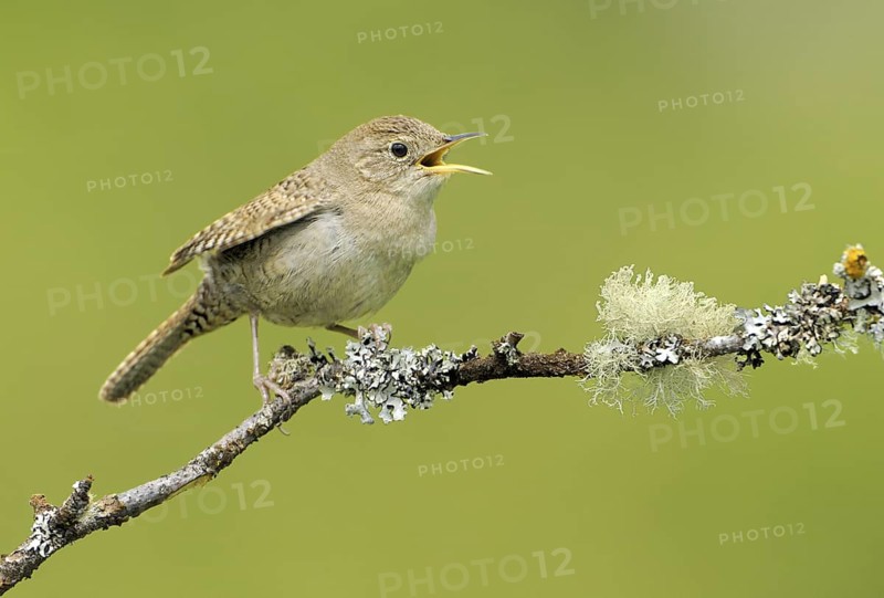 House Wren (Troglodytes aedon), British Columbia, Canada