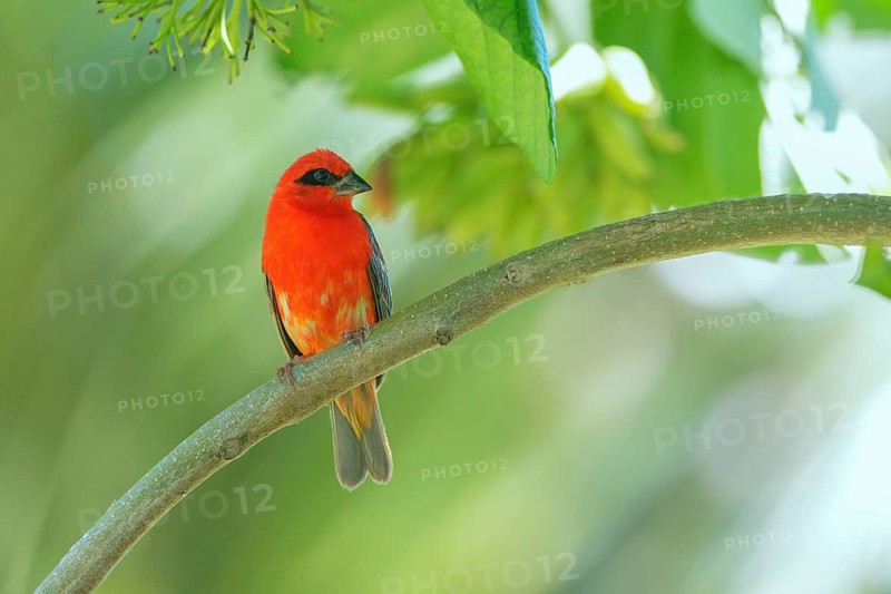 Red Fody (Foudia madagascariensis) male, Bird Island, Seychelles