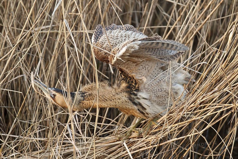 Eurasian Bittern (Botaurus stellaris), Hesse, Germany