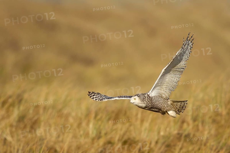 Snowy Owl (Bubo scandiacus) flying, Vlieland, Netherlands